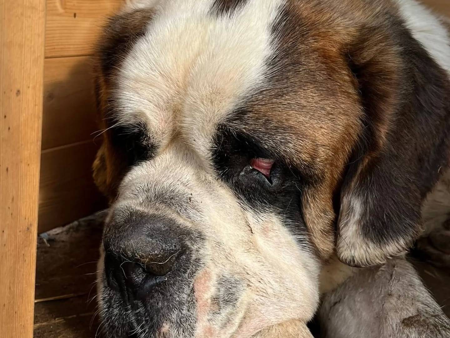 Adotta un cane, femmina, 4 anni  e 3 mesi , Latina