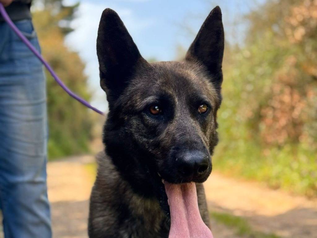 Adotta un cane, femmina, 2 anni  e 1 mese, Lecce