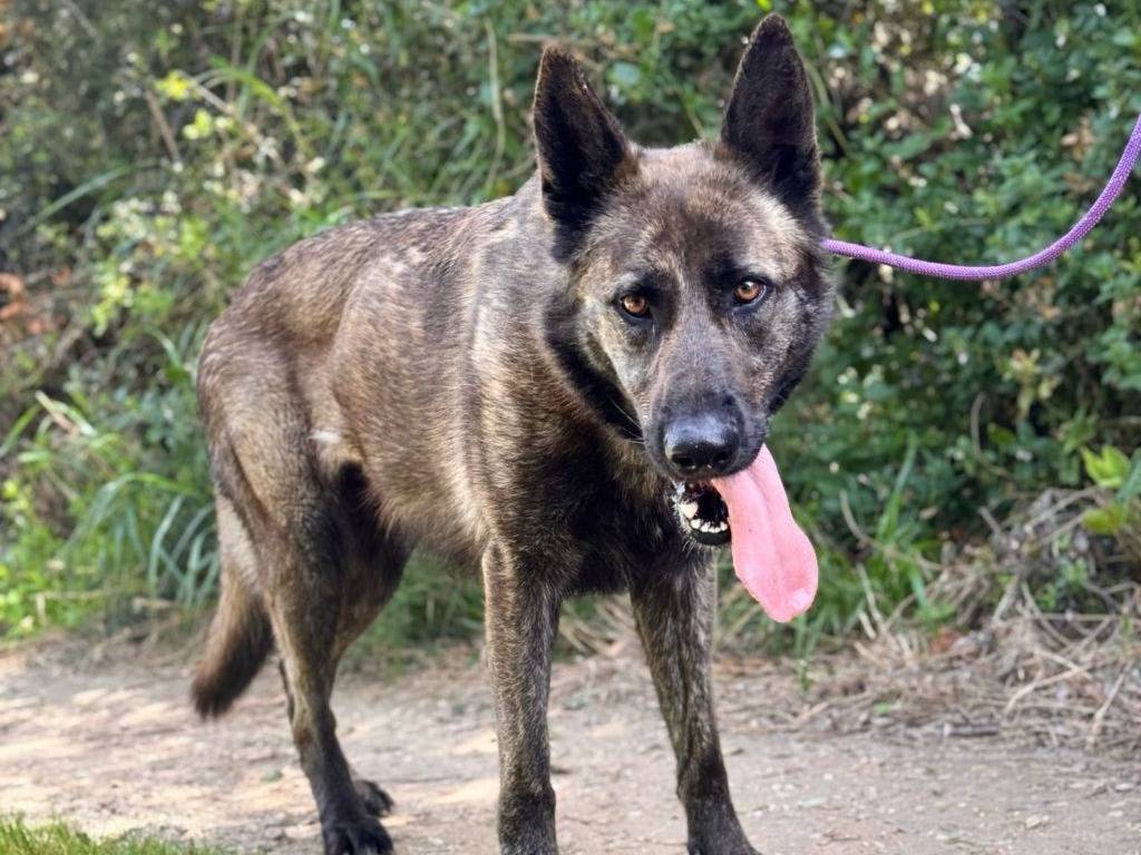 Adotta un cane, taglia grande, femmina, Lecce