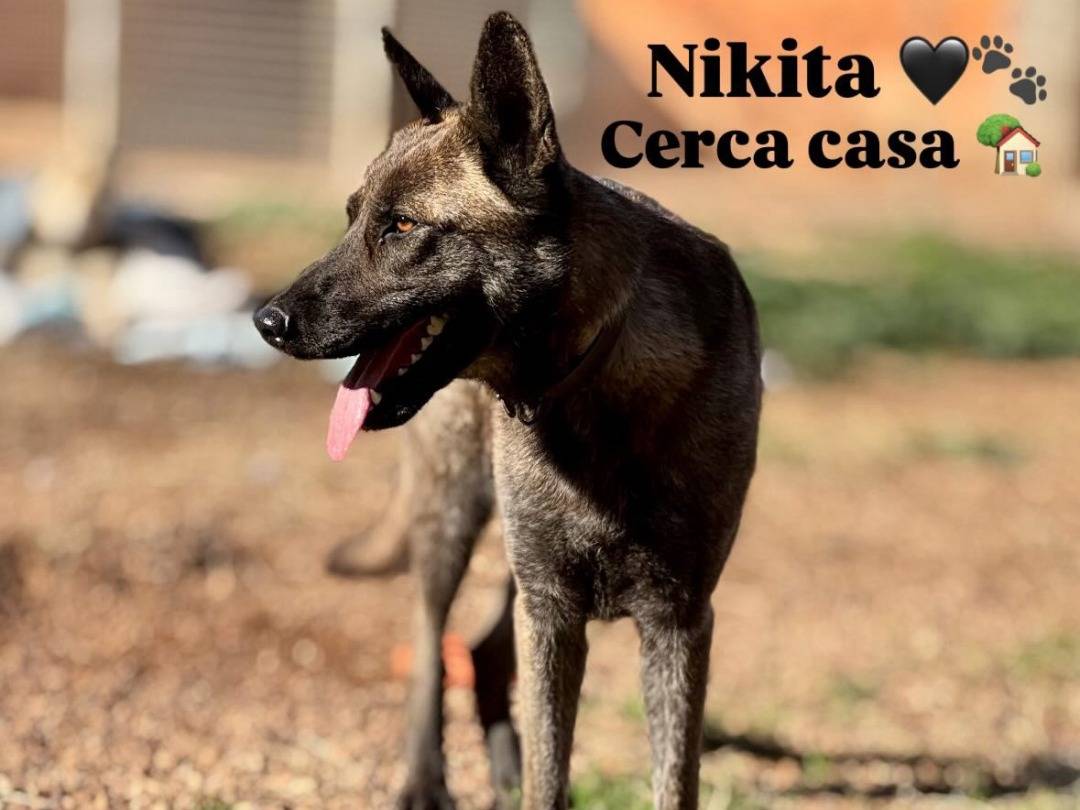 Vuoi adottare un cane a Lecce?