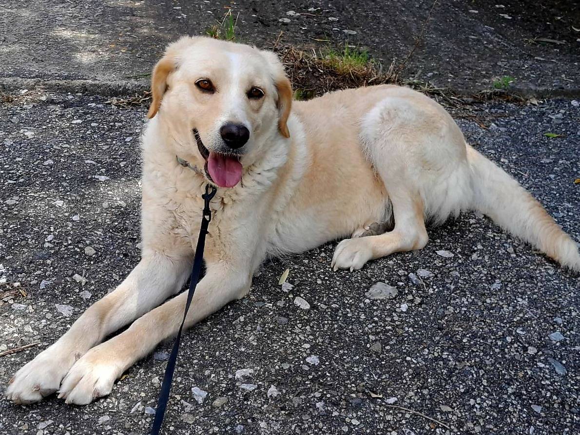 Adozione cane, femmina, Labrador Retriever Golden Retriever, 1 anno e 11 mesi , taglia media, Vibo