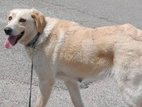 Adotta un cane, femmina, 1 anno e 11 mesi , Vibo