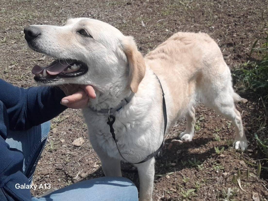 Adotta un cane, taglia media, femmina, Vibo