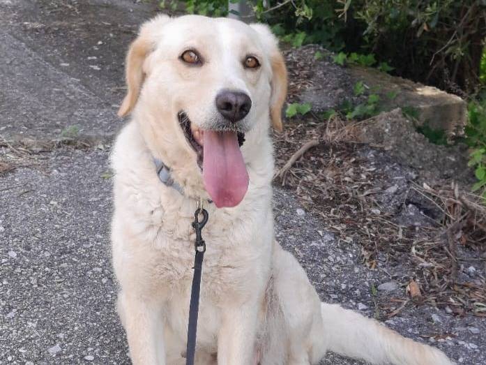 Vuoi adottare un cane a Vibo?