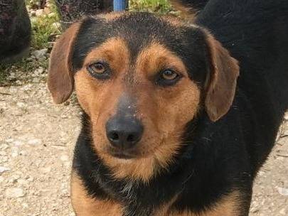 Adozione cane, maschio, Pinscher Bassotto, 1 anno e 3 mesi , taglia piccola, Latina