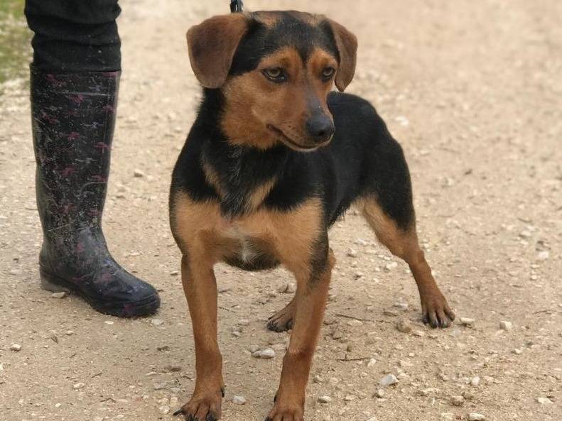 Adotta un cane, maschio, 1 anno e 3 mesi , Latina
