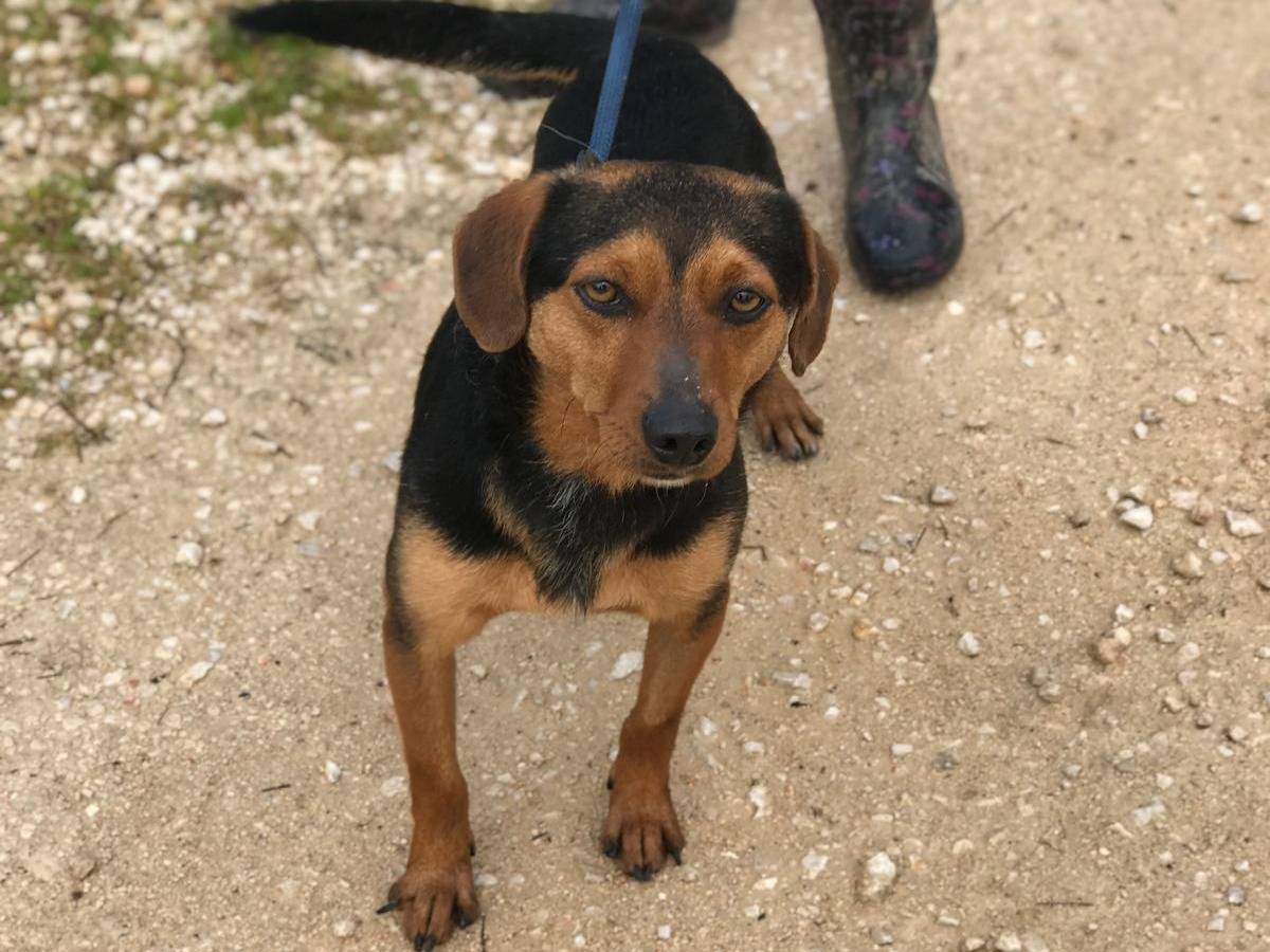 Adotta un cane, taglia piccola, maschio, Latina