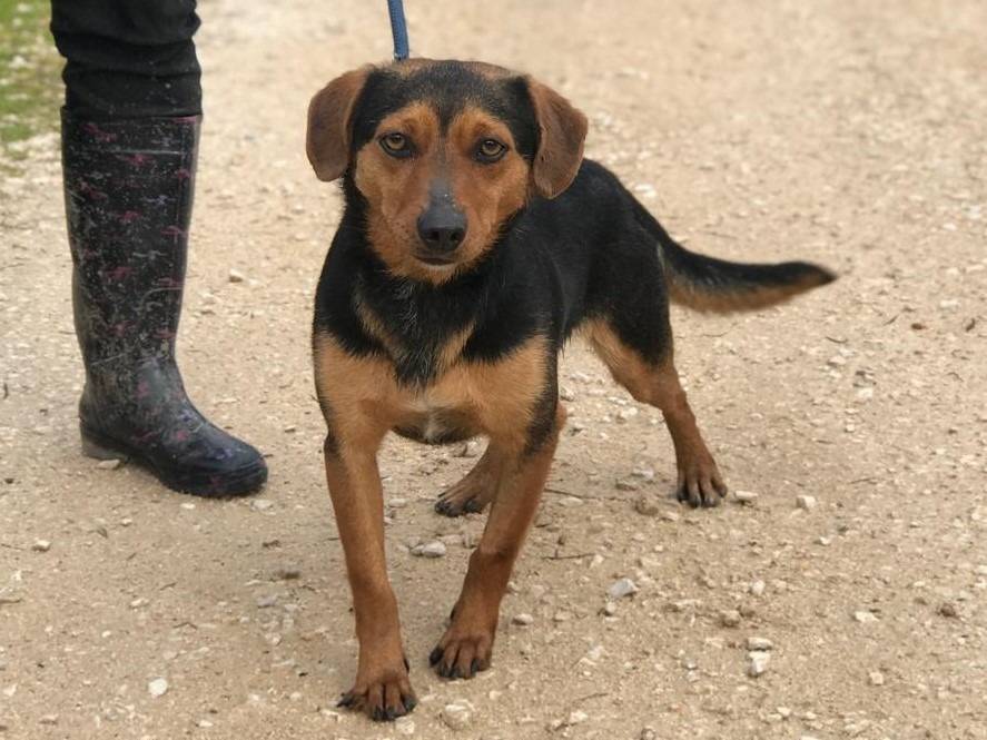 Vuoi adottare un cane a Latina?
