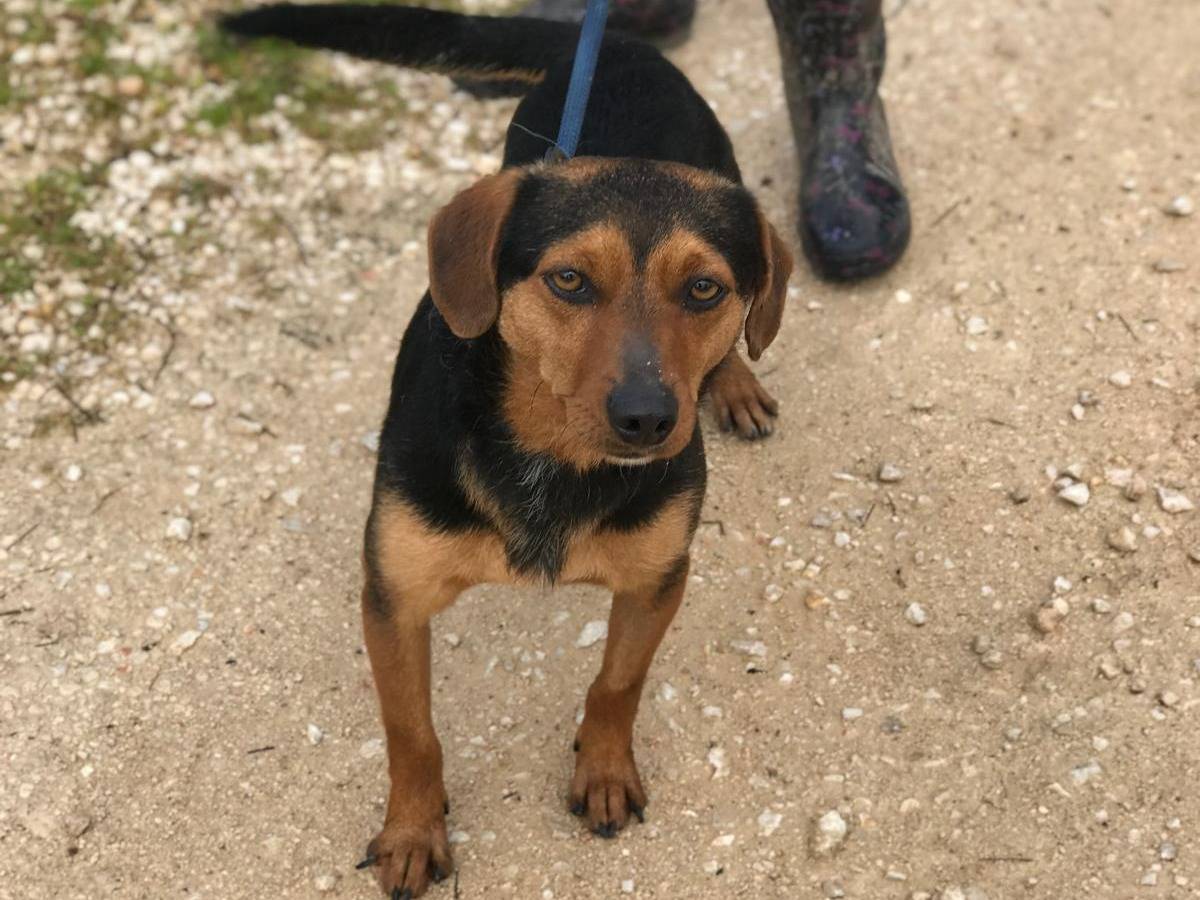 Adotta il cane CICO a Latina