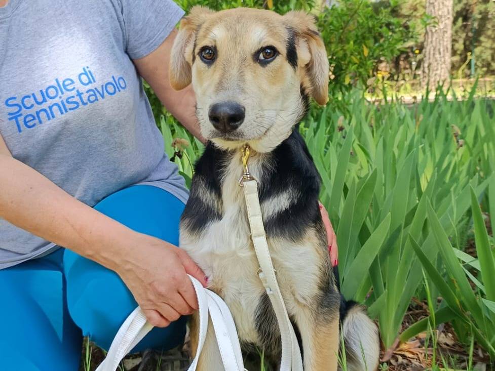 Adotta un cane, maschio, 7 mesi, Bologna