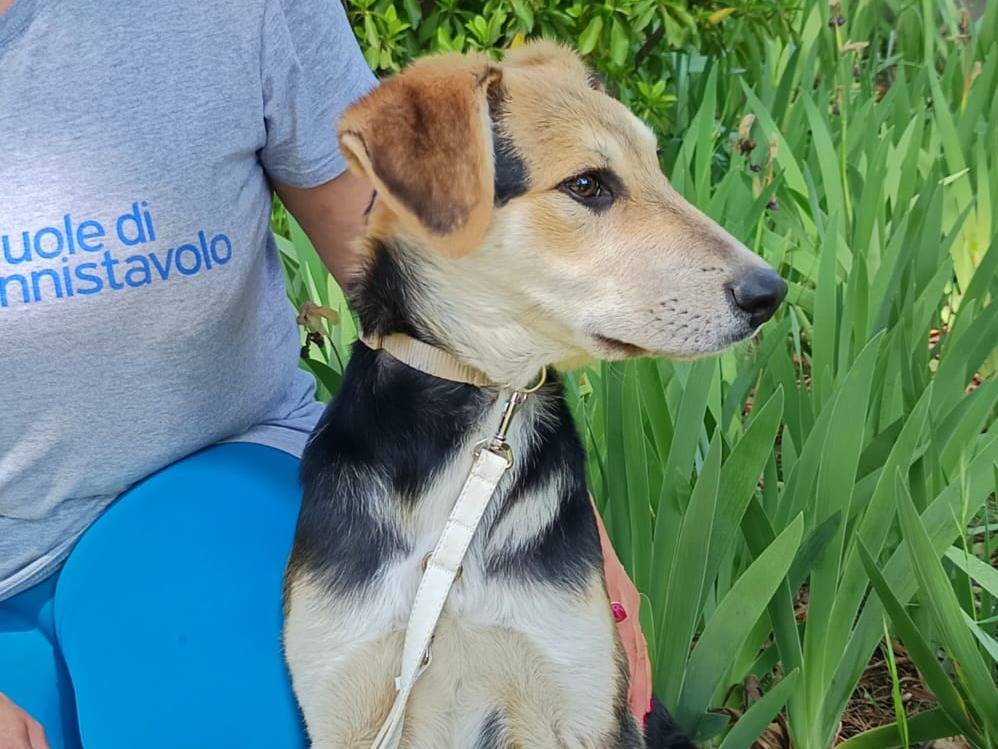 Vuoi adottare un cane a Bologna?