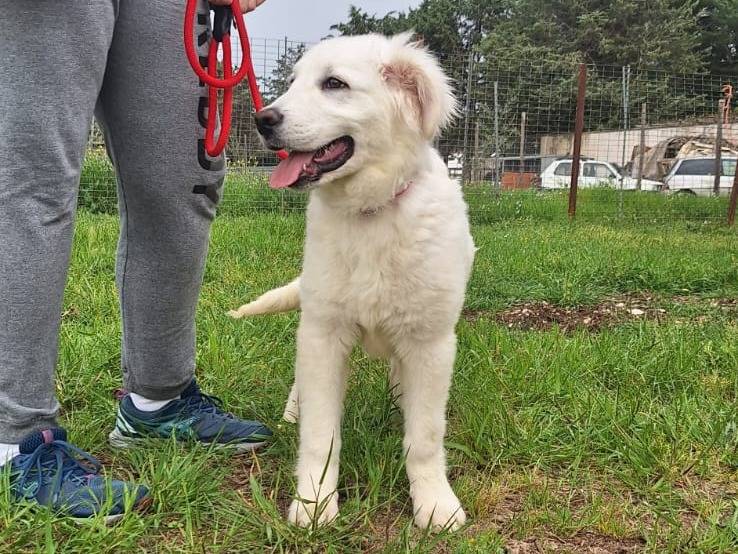 Adozione cane, maschio, Pastore maremmano Razza sconosciuta, 4 mesi, taglia media, Bologna