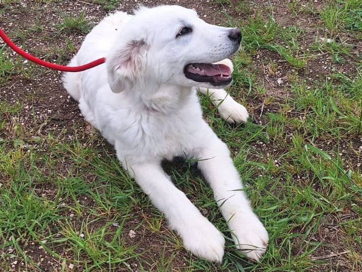 Adotta un cane, maschio, 4 mesi, Bologna