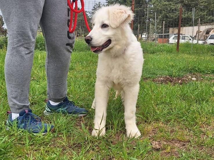 Vuoi adottare un cane a Bologna?