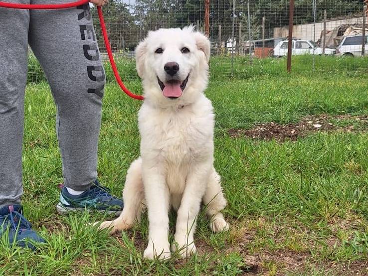 Adotta il cane Max la nuvoletta a Bologna