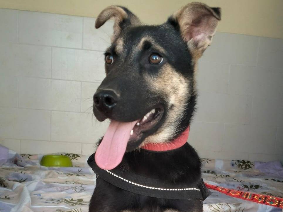 Adotta un cane, maschio, 7 mesi, Lecce