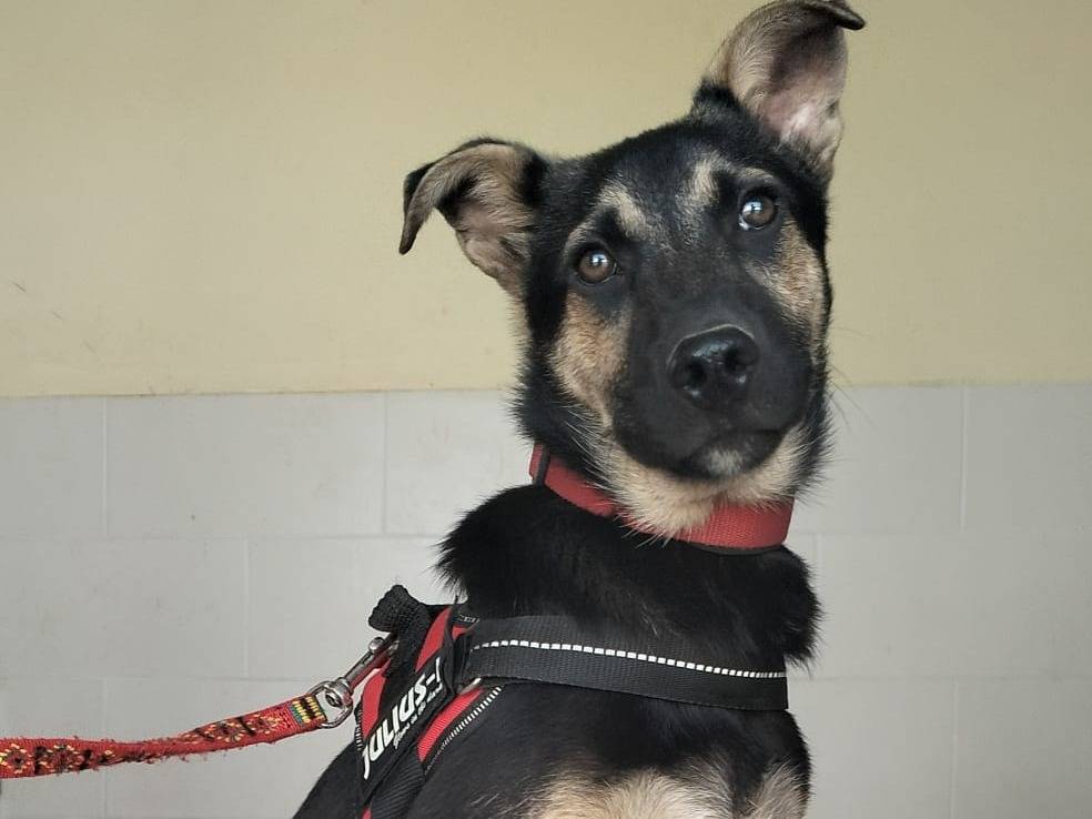 Adotta un cane, taglia media, maschio, Lecce