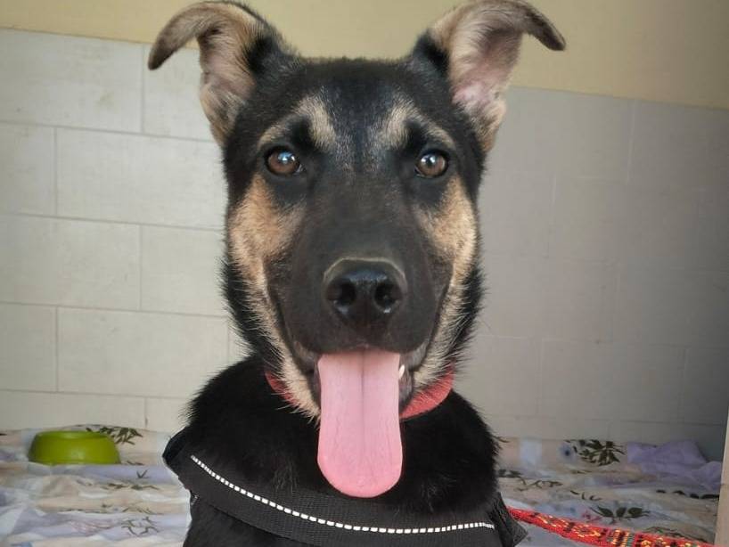 Vuoi adottare un cane a Lecce?