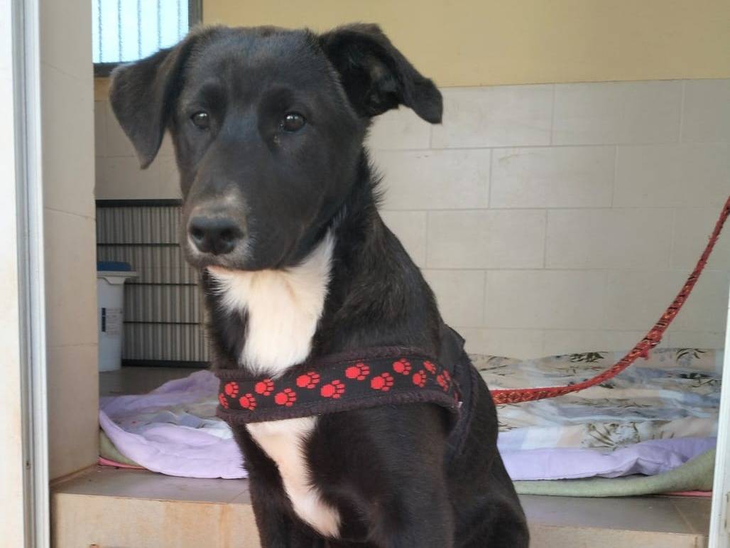 Adozione cane, maschio, Pastore tedesco Razza sconosciuta, 7 mesi, taglia media, Lecce