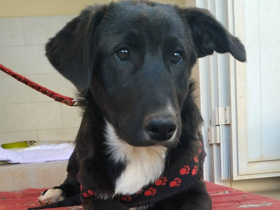 Adotta un cane, maschio, 7 mesi, Lecce