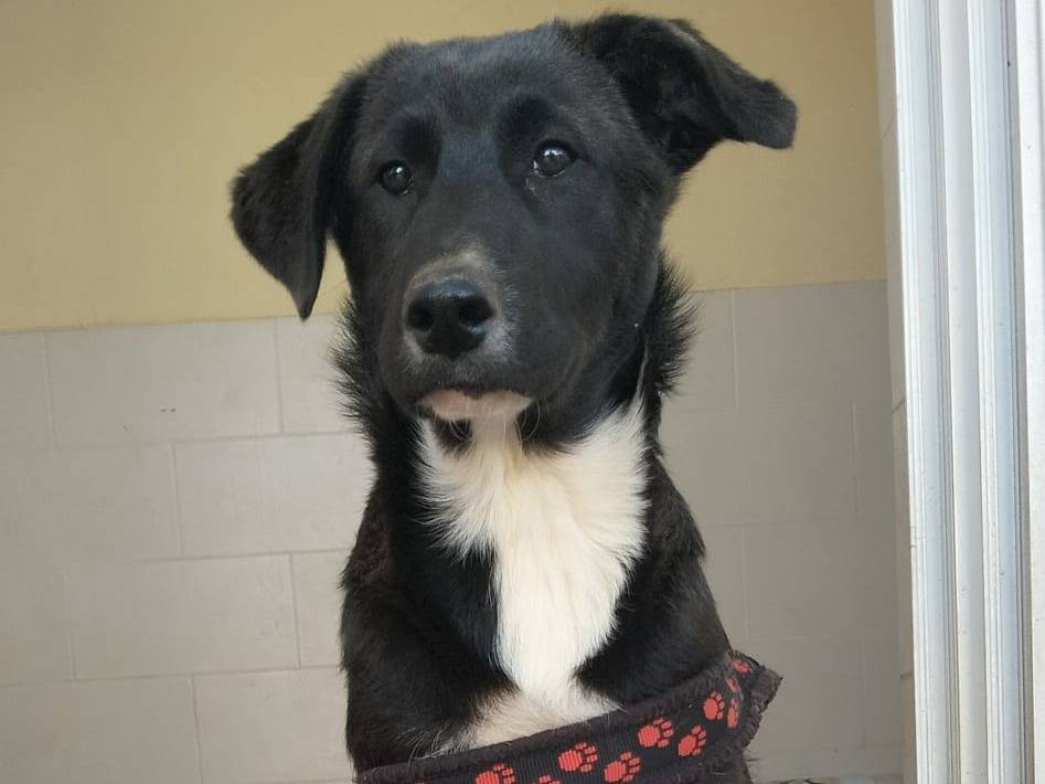 Adotta un cane, taglia media, maschio, Lecce