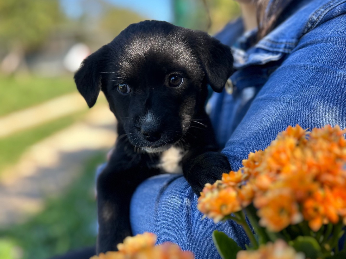 Adotta un cane, femmina, 2 mesi, Foggia