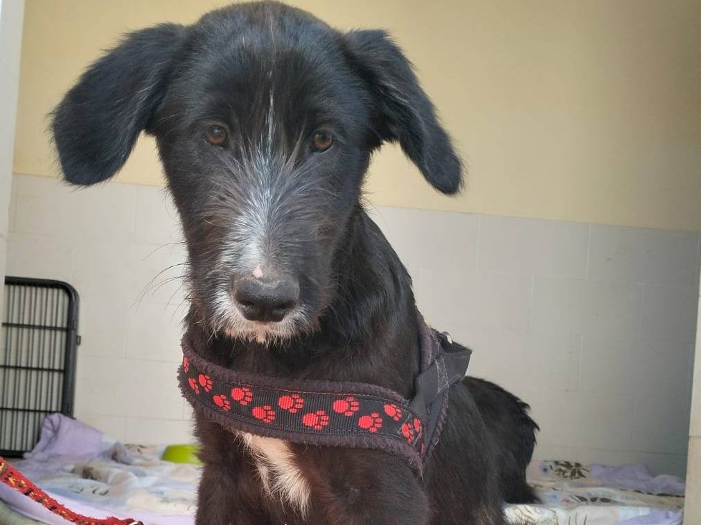 Adotta un cane, maschio, 3 mesi, Lecce
