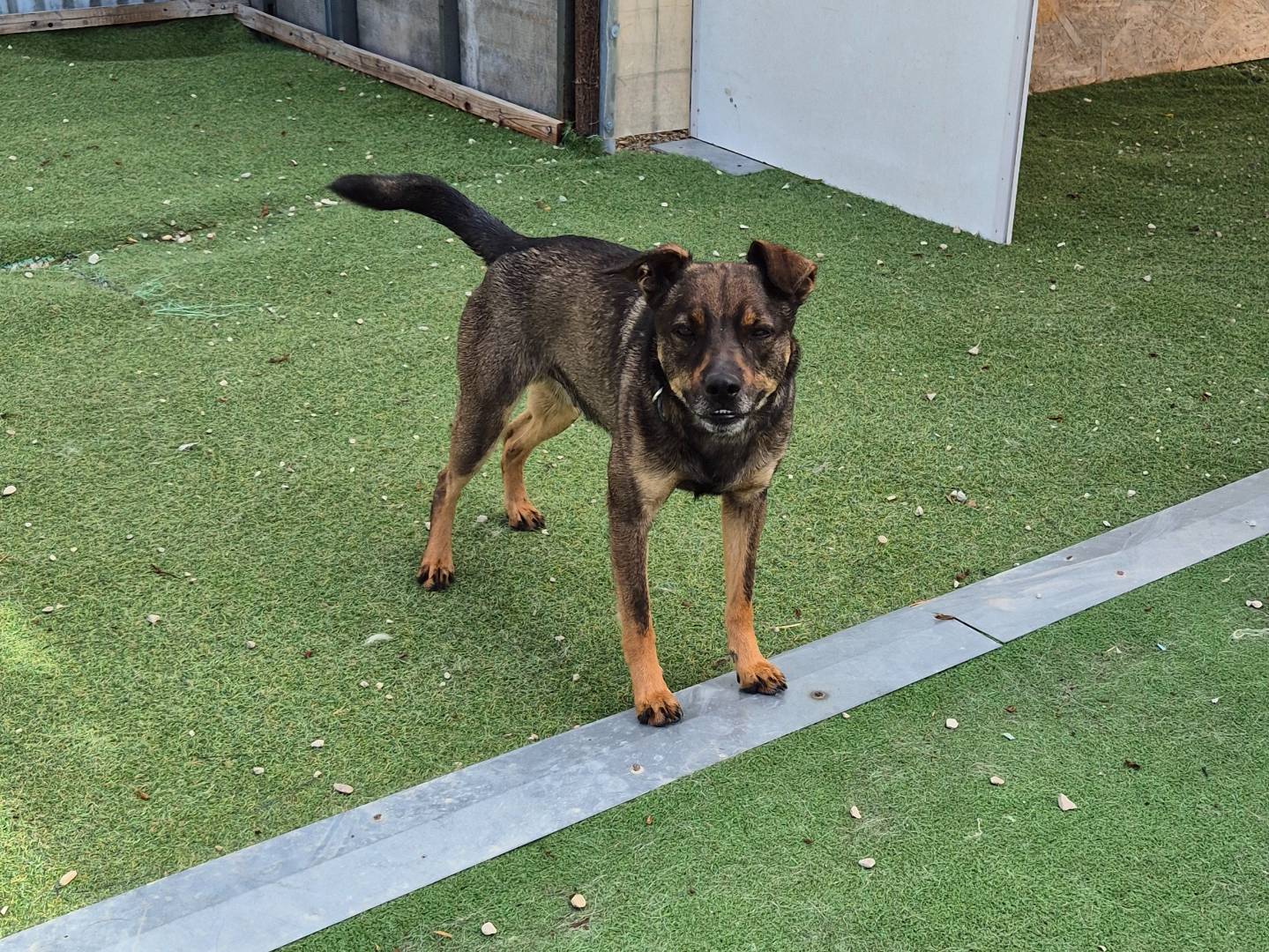 Adotta un cane, maschio, 2 anni  e 3 mesi , Teramo