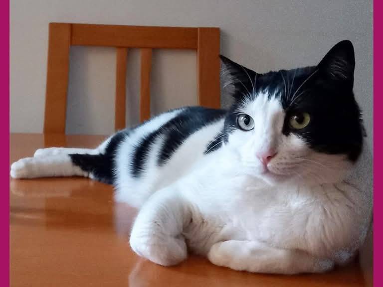 Foto dell'animale
