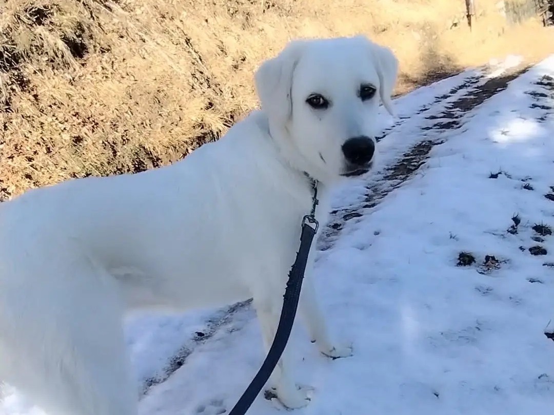 Adozione cane, femmina, Pastore maremmano Razza sconosciuta, 3 anni e 2 mesi, taglia media, Trento