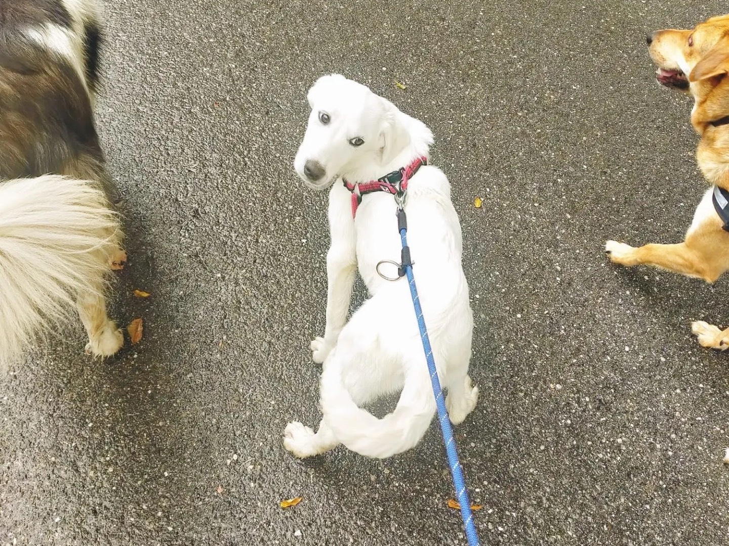 Adotta un cane, femmina, 3 anni e 2 mesi, Trento
