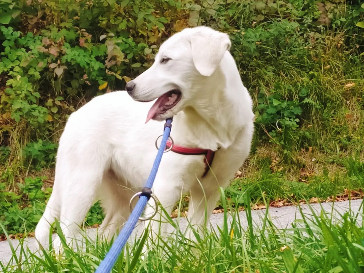 Adotta un cane, taglia media, femmina, Trento