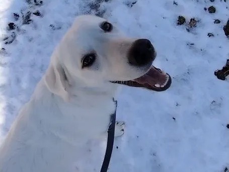 Vuoi adottare un cane a Trento?