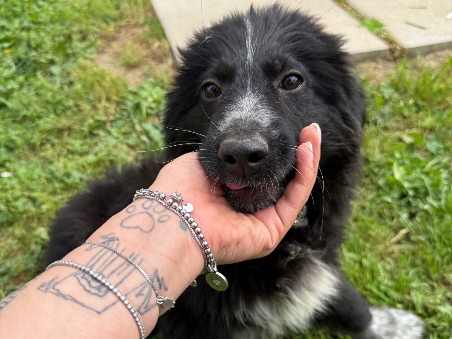 Adotta un cane, maschio, 2 mesi, Matera