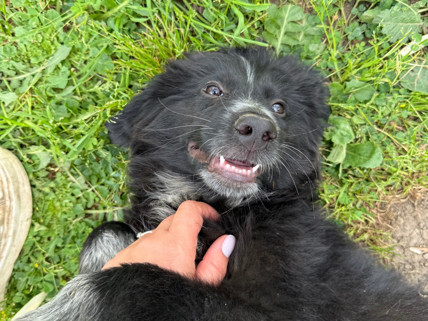 Adotta un cane, taglia grande, maschio, Matera