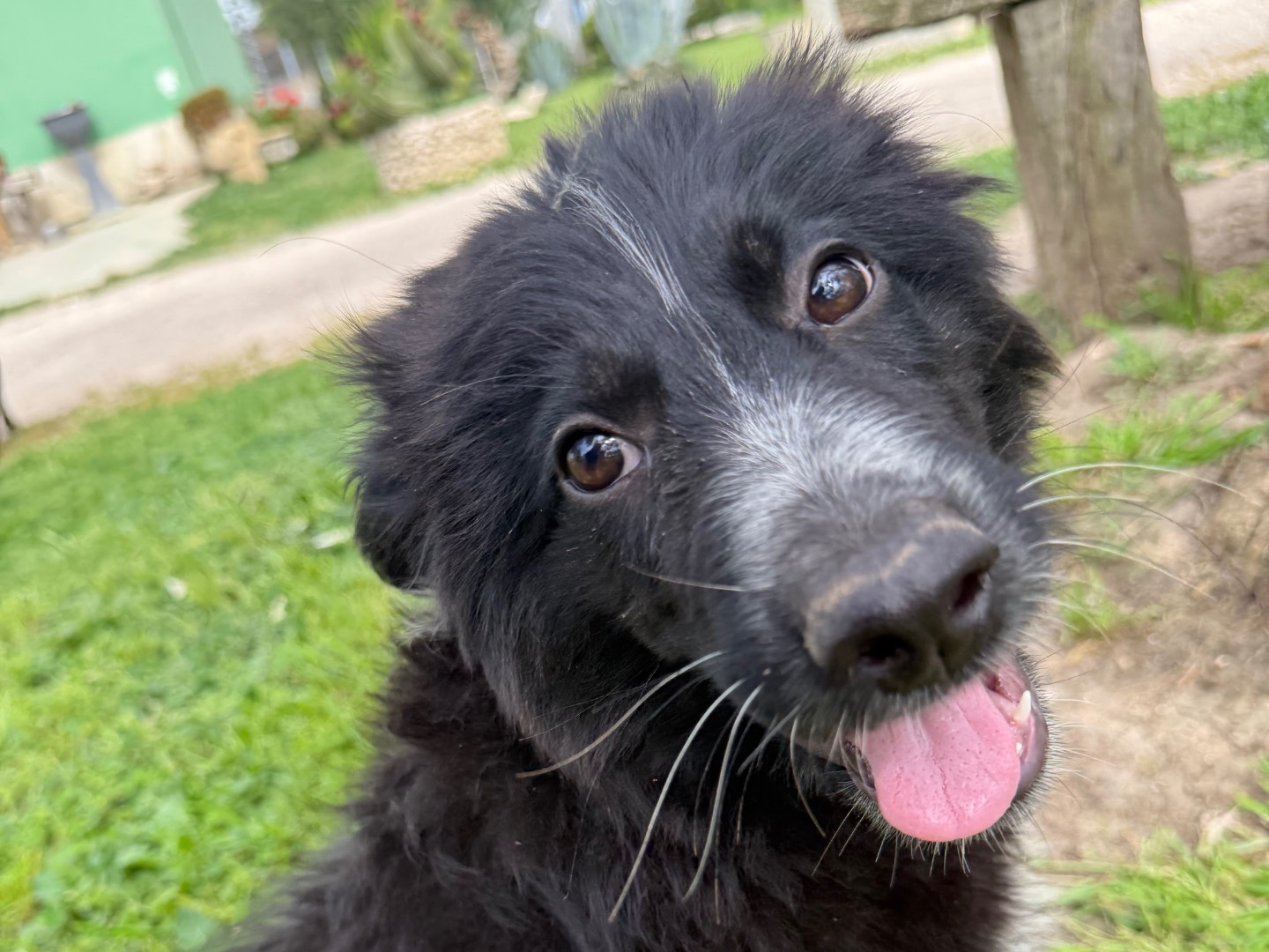 Vuoi adottare un cane a Matera?