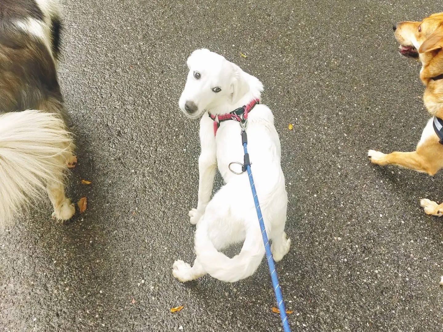 Adotta un cane, femmina, 3 anni e 1 mese, Trento