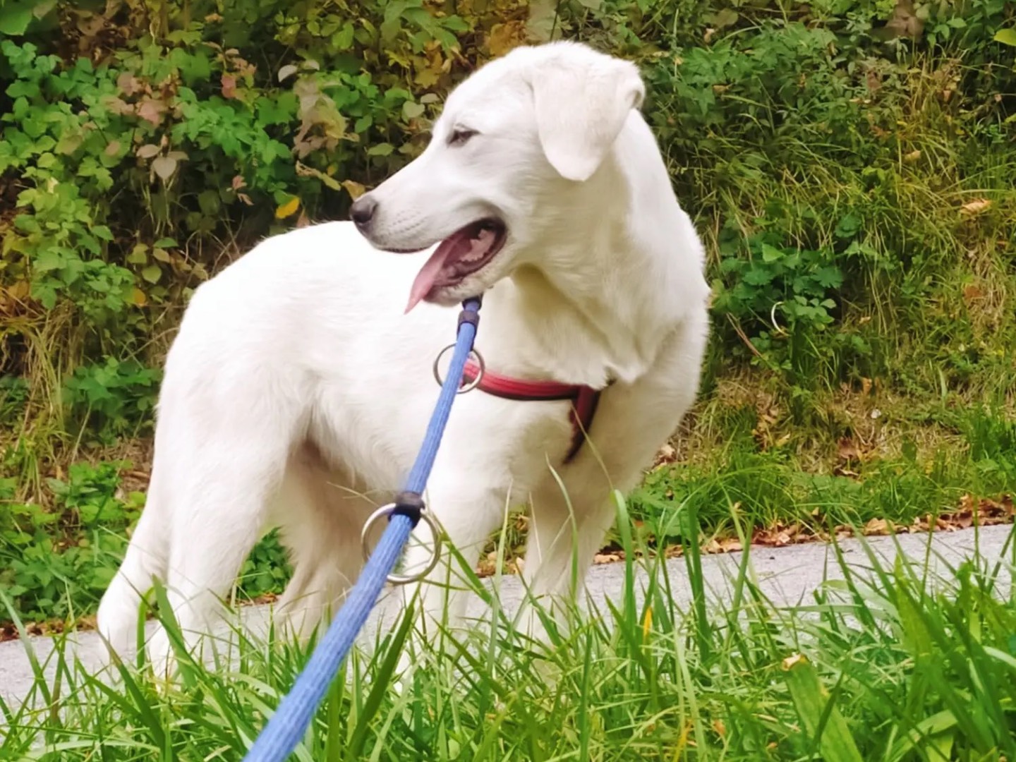 Adotta un cane, taglia grande, femmina, Trento