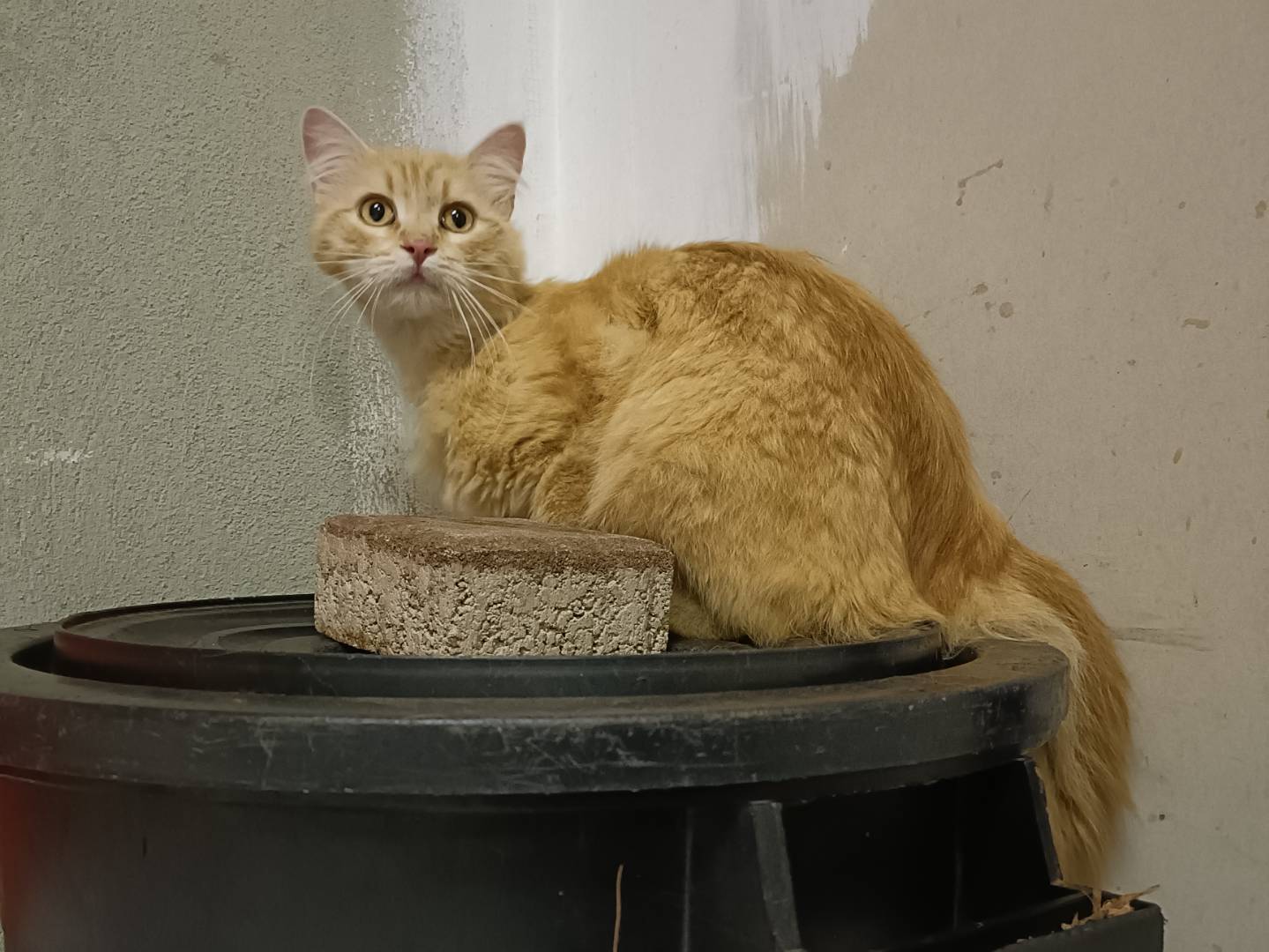Foto dell'animale