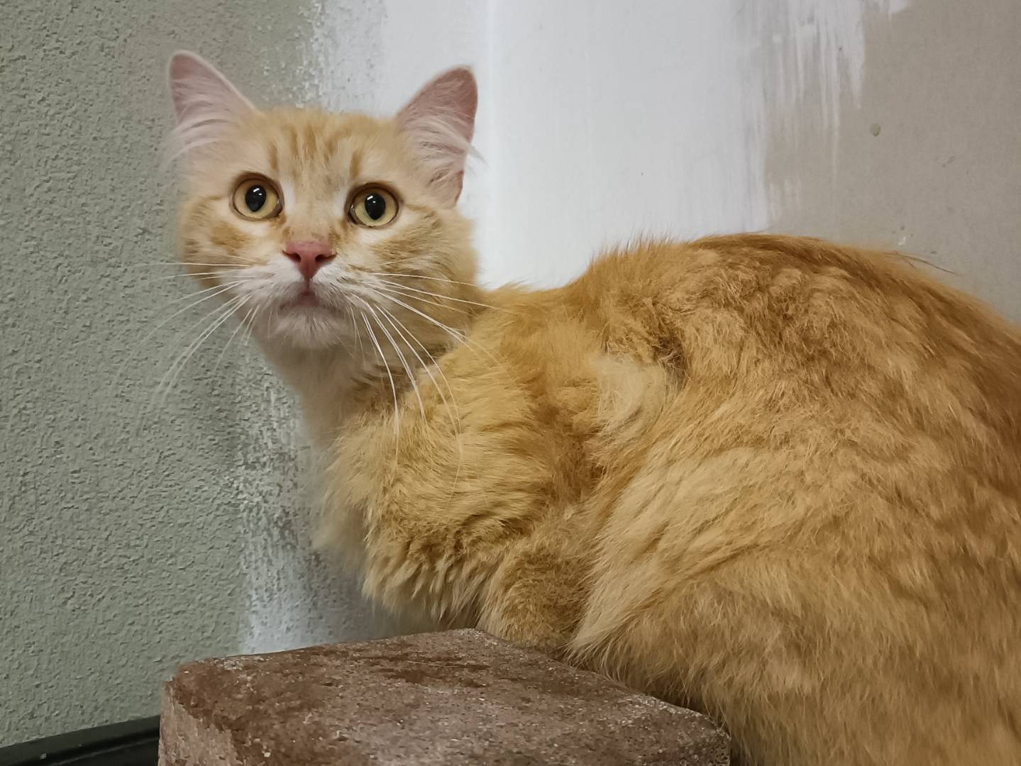 Adotta un gatto, maschio, 1 anno e 3 mesi , Asti