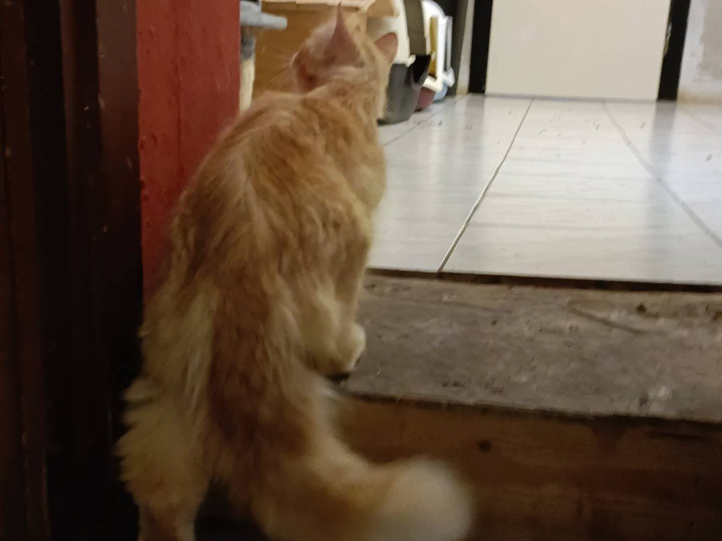Adotta un gatto, taglia non valida, maschio, Asti