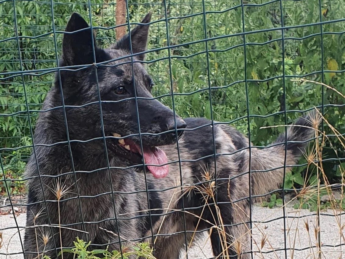 Adozione cane, maschio, Razza sconosciuta Razza sconosciuta, 3 anni e 11 mesi, taglia media, Trento