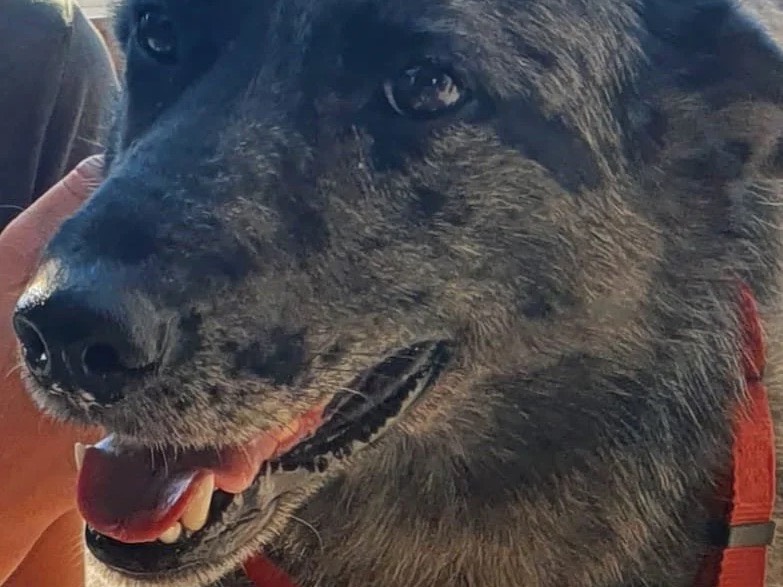 Adotta un cane, maschio, 3 anni e 11 mesi, Trento