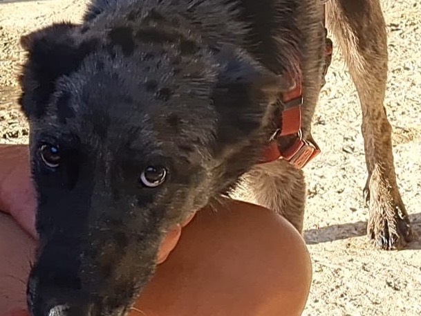 Adotta un cane, taglia media, maschio, Trento