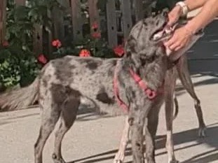 Vuoi adottare un cane a Trento?