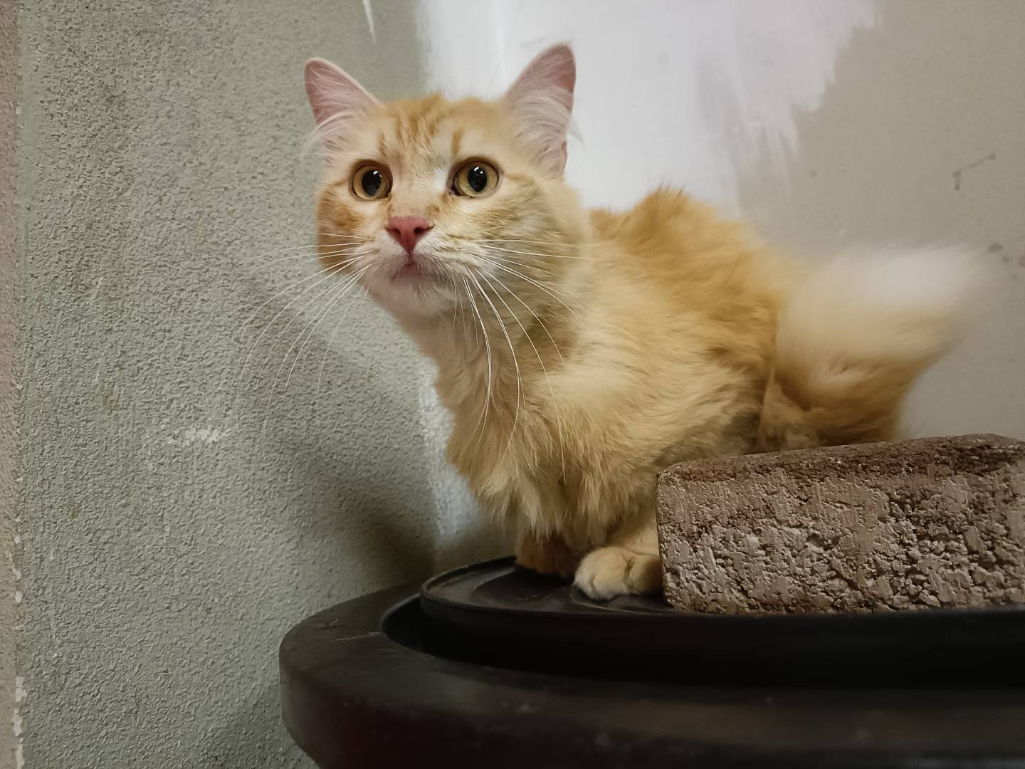 Adotta un gatto, maschio, 1 anno e 3 mesi , Asti