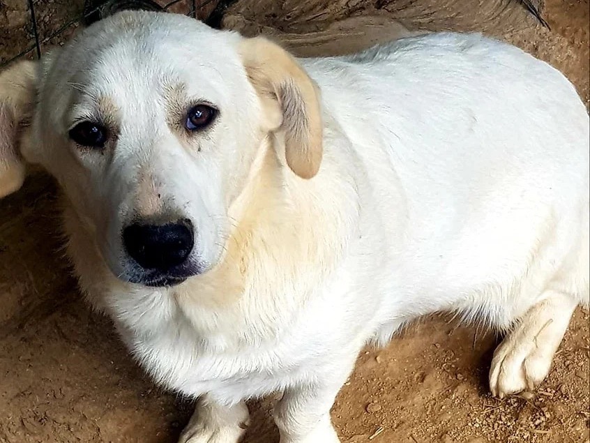 Adozione cane, femmina, Razza sconosciuta Razza sconosciuta, 3 anni e 7 mesi, taglia media contenuta, Catanzaro