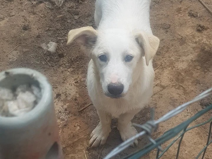 Adotta un cane, taglia media contenuta, femmina, Catanzaro