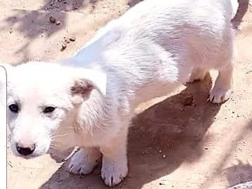 Vuoi adottare un cane a Catanzaro?