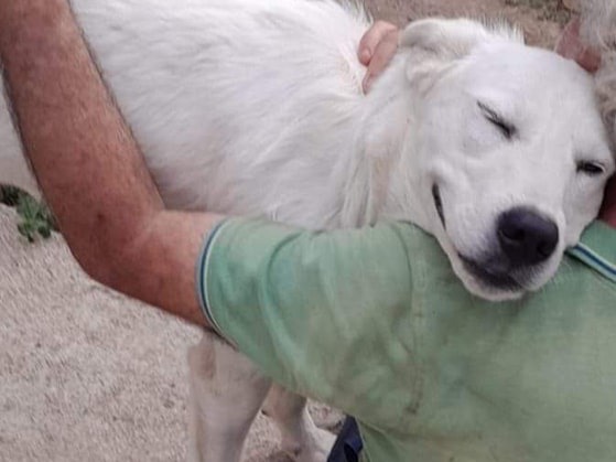 Foto dell'animale